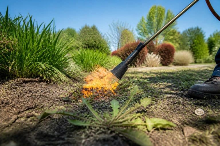 découvrez comment le désherbeur thermique au gaz offre une solution écologique et efficace pour éliminer les mauvaises herbes sans produits chimiques.