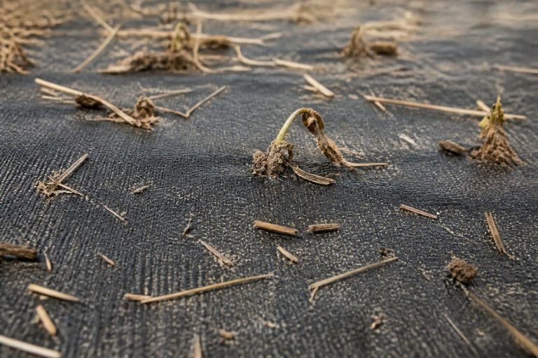 découvrez comment la toile de paillage tissée contribue à l'étouffement durable des adventices, offrant une solution efficace pour le contrôle durable des mauvaises herbes.