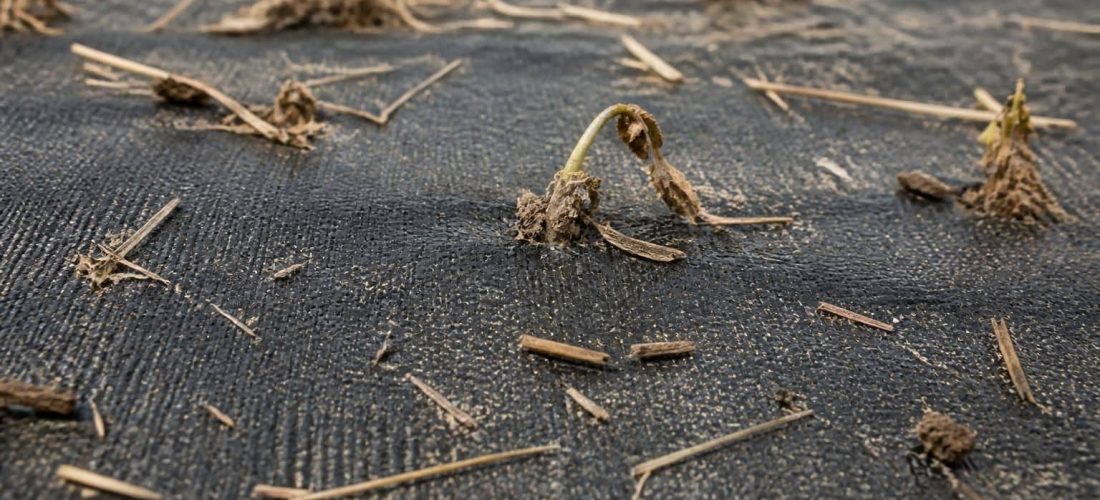 découvrez comment la toile de paillage tissée contribue à l'étouffement durable des adventices, offrant une solution efficace pour le contrôle durable des mauvaises herbes.
