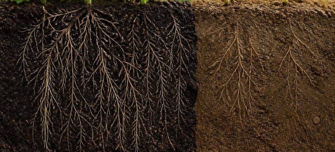 découvrez comment le terreau universel enrichi favorise un développement rapide et sain du système racinaire des plantes, améliorant ainsi leur croissance et vitalité.